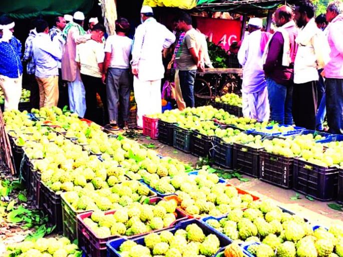 Custurd Apple of Patur city become famous accross the Vidarbha | पातूर बनतेय ‘सीताफळ नगरी ’ Custurd Apple of Patur city become famous accross the Vidarbha | पातूर बनतेय ‘सीताफळ नगरी ’