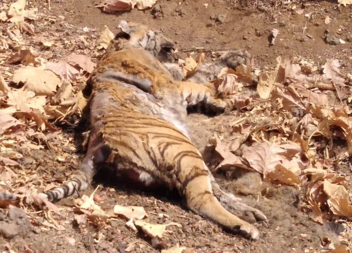 Tiger died in Shahpur in Akot taluka | अकोट तालुक्यातील शहापूर शिवारात वाघ मृतावस्थेत आढळला Tiger died in Shahpur in Akot taluka | अकोट तालुक्यातील शहापूर शिवारात वाघ मृतावस्थेत आढळला