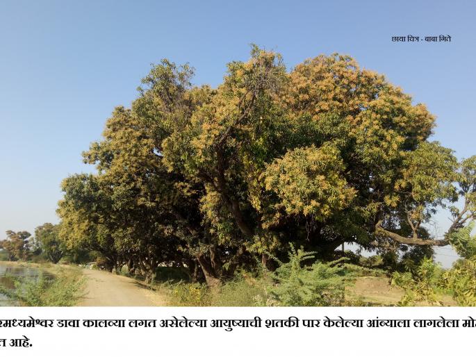 Mango grew ... | आंबा बहरला... Mango grew ... | आंबा बहरला...