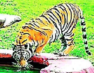 Fear of poisoning in forests | जंगलात पाणवठ्यांवर विष प्रयोगाची भीती Fear of poisoning in forests | जंगलात पाणवठ्यांवर विष प्रयोगाची भीती