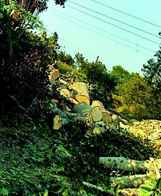 Tremor tones in Chandur taluka | चांदूर तालुक्यात वृक्षतोड जोरात Tremor tones in Chandur taluka | चांदूर तालुक्यात वृक्षतोड जोरात