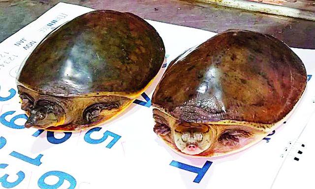 'Indian flame shell' will be released in the forest of Tasva | 'इंडियन फ्लेप शेल' कासवांची जंगलात रवानगी