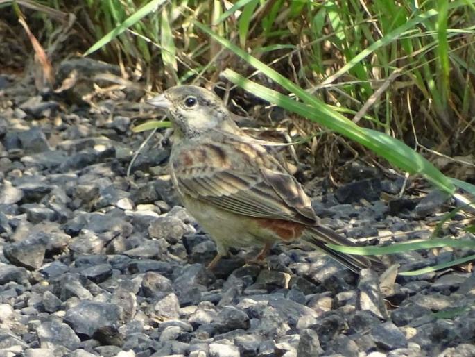Rekhi bird is found first time in the Vidarbha | रेखी रेडवा पक्ष्याची विदर्भात पहिल्यांदा नोंद Rekhi bird is found first time in the Vidarbha | रेखी रेडवा पक्ष्याची विदर्भात पहिल्यांदा नोंद