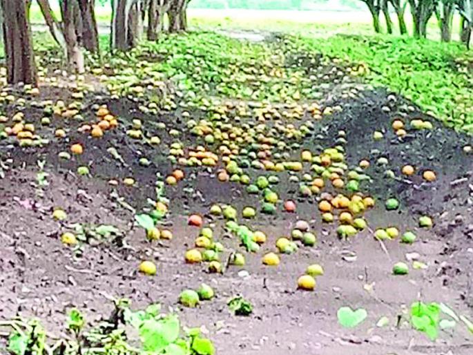 Loss of billions of fruits of mango | आंबियाची फळगळ कोट्यवधींचे नुकसान Loss of billions of fruits of mango | आंबियाची फळगळ कोट्यवधींचे नुकसान