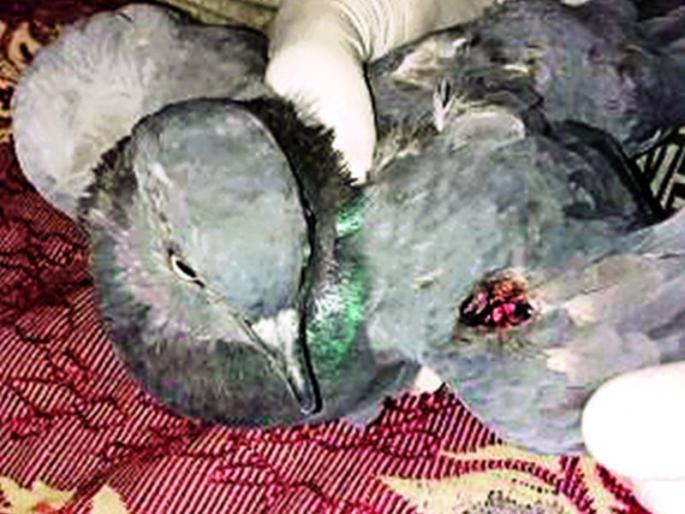 Survivors save 15 lives of wild doves | पक्षिमित्रांनी वाचविले १५ जंगली कबुतरांचे प्राण Survivors save 15 lives of wild doves | पक्षिमित्रांनी वाचविले १५ जंगली कबुतरांचे प्राण