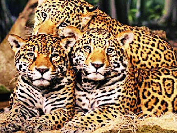 Two Puppy Communication with a Bibet Couple in University Area | विद्यापीठ परिसरात बिबट जोडप्यासह दोन पिलांचा संचार