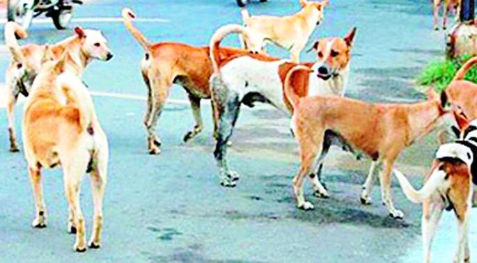 In two months, 19 people died of bronchitis, 3 to 5 people were injured every day | दोन महिन्यात १०८९ नागरिकांना श्वानदंश, रोज १५ ते २० जण जखमी In two months, 19 people died of bronchitis, 3 to 5 people were injured every day | दोन महिन्यात १०८९ नागरिकांना श्वानदंश, रोज १५ ते २० जण जखमी