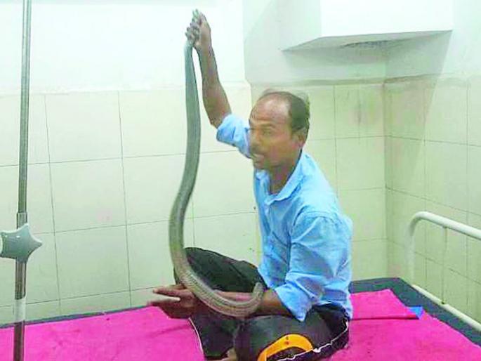 Entry in 'Irvine' with Sarpmitra's Cobra | सर्पमित्राची कोब्रासह ‘इर्विन’मध्ये एन्ट्री Entry in 'Irvine' with Sarpmitra's Cobra | सर्पमित्राची कोब्रासह ‘इर्विन’मध्ये एन्ट्री