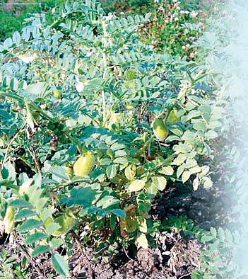 Rabi in two lakh hectare | दोन लाख हेक्टरमध्ये रबी Rabi in two lakh hectare | दोन लाख हेक्टरमध्ये रबी