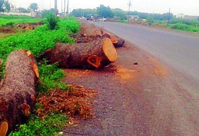 Cross the Tree Permit Rules | रस्ते निर्मितीत वृक्षतोड परवानगी नियमांना फाटा Cross the Tree Permit Rules | रस्ते निर्मितीत वृक्षतोड परवानगी नियमांना फाटा