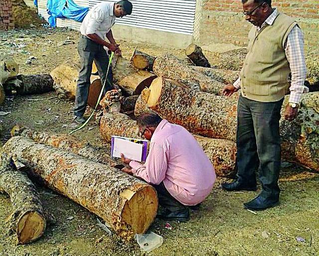 Three trucks in open space seized illegal wood | खुल्या जागेवरील तीन ट्रक अवैध लाकूड जप्त Three trucks in open space seized illegal wood | खुल्या जागेवरील तीन ट्रक अवैध लाकूड जप्त