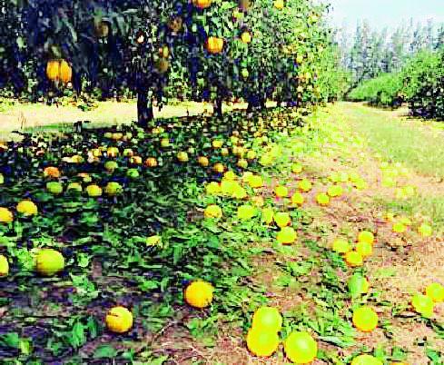 Demand of Rs. 46 crores received 28 crores | मागणी ४६ कोटींची मिळाले २८ कोटी Demand of Rs. 46 crores received 28 crores | मागणी ४६ कोटींची मिळाले २८ कोटी