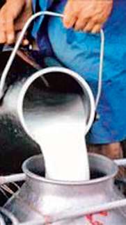 16 thousand liter milk production | १६ हजार लीटर दुधाचे नियोजन 16 thousand liter milk production | १६ हजार लीटर दुधाचे नियोजन