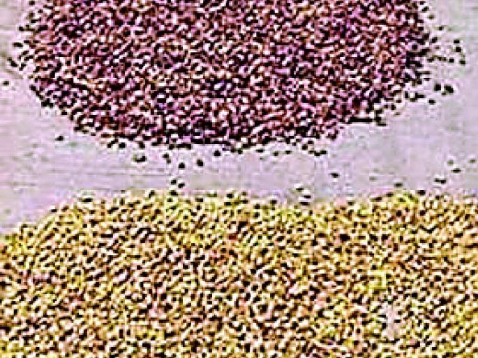 Chololi in Melghat, dusky gourd | मेळघाटात चारोळी, मोहफुलांचे वाळवण