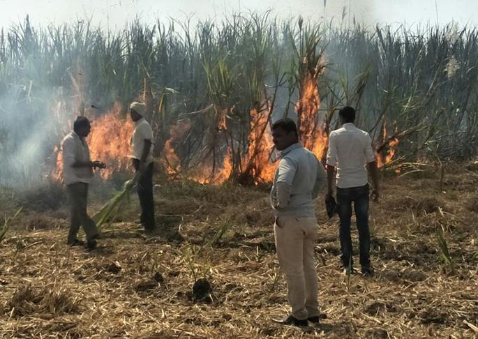 Sparking 12 acres of sugarcane | अंबाजोगाई तालुक्यातील पाटोदा शिवारात स्पार्किंगमुळे १२ एकर ऊस खाक Sparking 12 acres of sugarcane | अंबाजोगाई तालुक्यातील पाटोदा शिवारात स्पार्किंगमुळे १२ एकर ऊस खाक