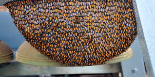 The death of a former soldier from Shivtor in Khed taluka killed by Bees | मधमाशांच्या हल्ल्यात खेड तालुक्यातील शिवतर येथील माजी सैनिकाचा मृत्यू The death of a former soldier from Shivtor in Khed taluka killed by Bees | मधमाशांच्या हल्ल्यात खेड तालुक्यातील शिवतर येथील माजी सैनिकाचा मृत्यू