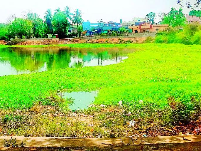 Pond pond | तलावाचे डबके Pond pond | तलावाचे डबके