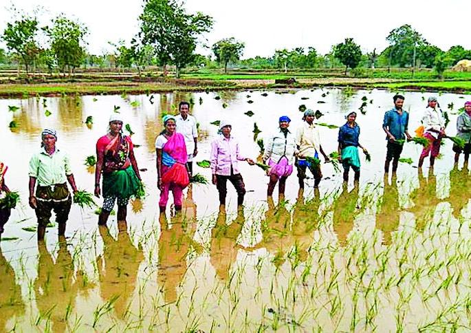 Poor producers disappointed with the extreme favor | तुटपुंज्या हमीभाववाढीने धान उत्पादक निराश Poor producers disappointed with the extreme favor | तुटपुंज्या हमीभाववाढीने धान उत्पादक निराश