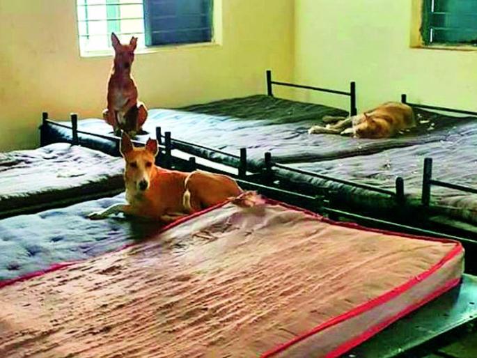 The Covid Center became a shelter for Mokat dogs | कोविड सेंटर बनले मोकाट कुत्र्यांचे आश्रयस्थान The Covid Center became a shelter for Mokat dogs | कोविड सेंटर बनले मोकाट कुत्र्यांचे आश्रयस्थान