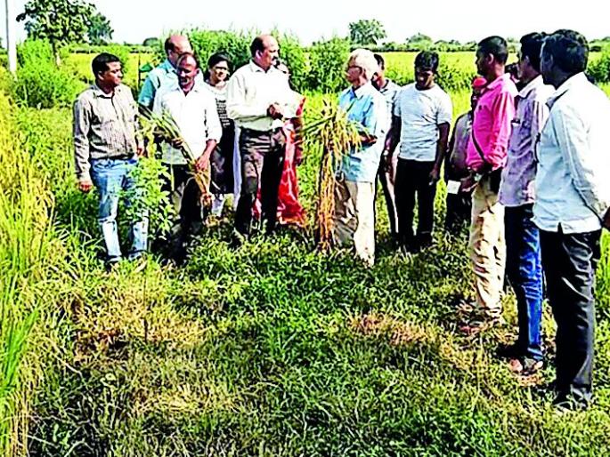 Growers will be considered as SRT method for paddy production farmers | धान उत्पादक शेतकºयांना एसआरटी पद्धत ठरणार वरदान Growers will be considered as SRT method for paddy production farmers | धान उत्पादक शेतकºयांना एसआरटी पद्धत ठरणार वरदान