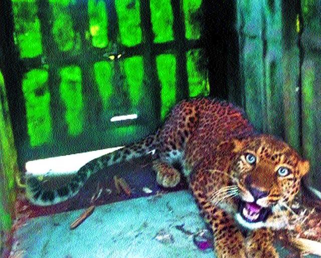 Third week in a row | आठवडाभरात तिसरा बिबट्या जेरबंद Third week in a row | आठवडाभरात तिसरा बिबट्या जेरबंद