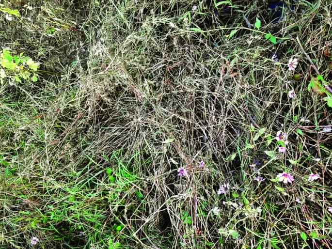 Fodder crisis due to rain in Buldhana district | पावसामुळे चाराटंचईचे संकट!