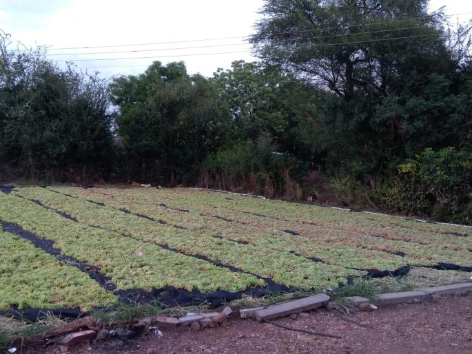 Emphasis on the production of homemade curry from grape growers | द्राक्ष उत्पादकांकडून घरगुती बेदाणा निर्मितीवर भर Emphasis on the production of homemade curry from grape growers | द्राक्ष उत्पादकांकडून घरगुती बेदाणा निर्मितीवर भर