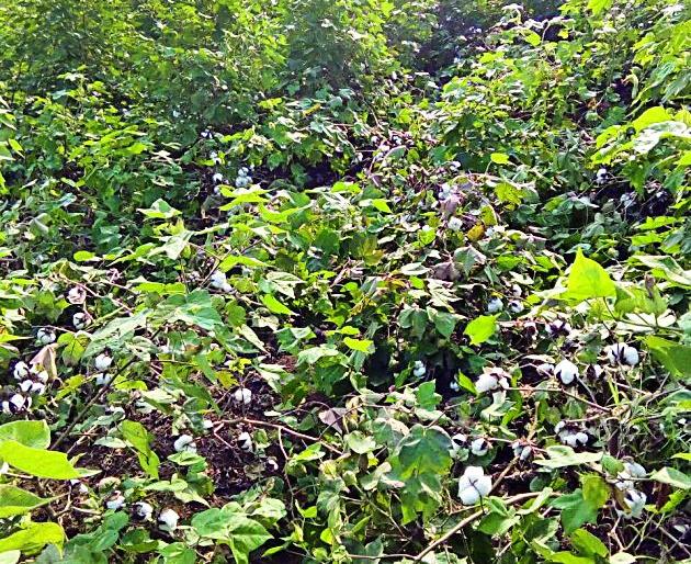 Ropeways in the vertical crop of cotton | कापसाच्या उभ्या पिकात रानडुकरांचा धिंगाणा Ropeways in the vertical crop of cotton | कापसाच्या उभ्या पिकात रानडुकरांचा धिंगाणा