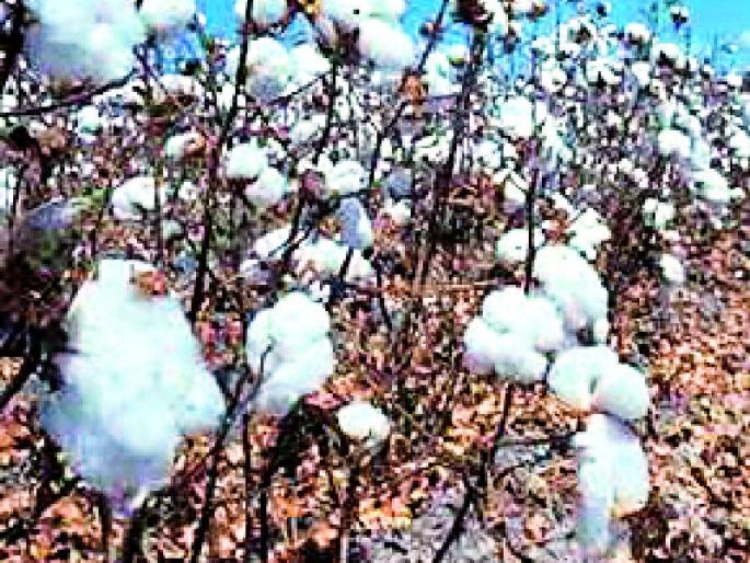 Cotton increased by Rs 800 | कापूस ८०० रुपयांनी वाढला Cotton increased by Rs 800 | कापूस ८०० रुपयांनी वाढला