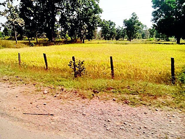 Hedgehog farmers in Pendhri (Gondeda) area | पेंढरी (गोंदेडा) परिसरातील शेतकरी हवालदिल Hedgehog farmers in Pendhri (Gondeda) area | पेंढरी (गोंदेडा) परिसरातील शेतकरी हवालदिल