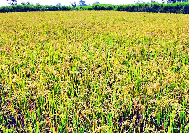 1700 cubic meter sludge removed from iron division | लोहसहभागातून काढला १७०० घनमीटर गाळ