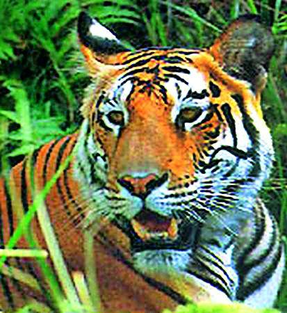 Increase in human-wildlife struggle | मानव-वन्यजीवन संघर्षात वाढ Increase in human-wildlife struggle | मानव-वन्यजीवन संघर्षात वाढ