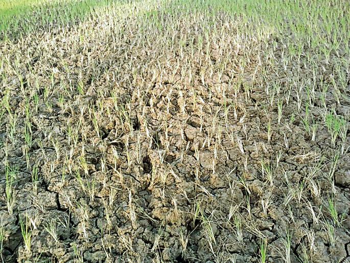 8 9 Rabbi villages were found in Kharif | ८९ रब्बी गावे झाली खरीप 8 9 Rabbi villages were found in Kharif | ८९ रब्बी गावे झाली खरीप