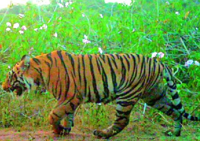 Communications of the day-time lesser Vagha in Tukom Shivar | तुकूम शिवारात भरदिवसा पट्टेदार वाघाचा संचार