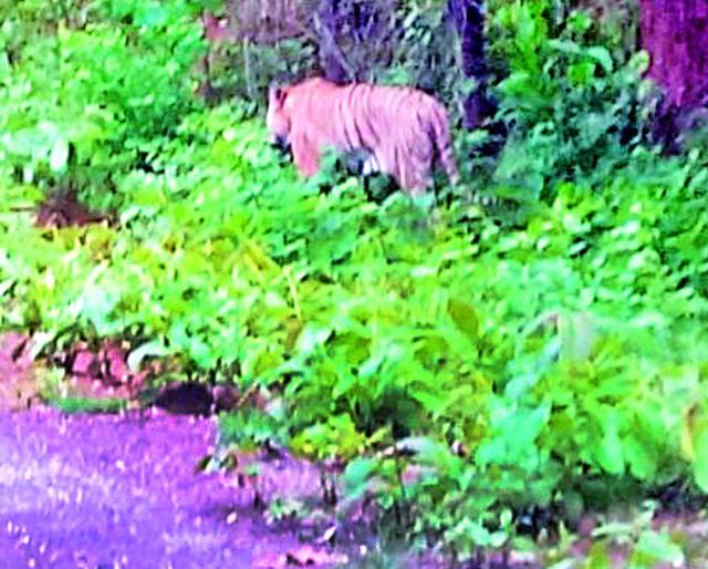 Touring leaseholder Tiger Tours | सिंदेवाहीत पट्टेदार वाघाचे भ्रमण Touring leaseholder Tiger Tours | सिंदेवाहीत पट्टेदार वाघाचे भ्रमण