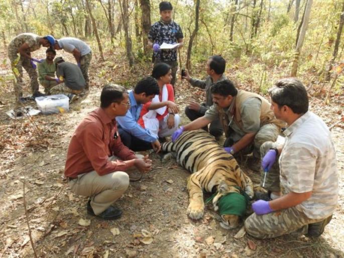 The radiocolar ID of the T-49 three female calves | टी-४९ वाघिणीच्या तीन मादी बछड्यांना रेडिओकॉलर आयडी The radiocolar ID of the T-49 three female calves | टी-४९ वाघिणीच्या तीन मादी बछड्यांना रेडिओकॉलर आयडी