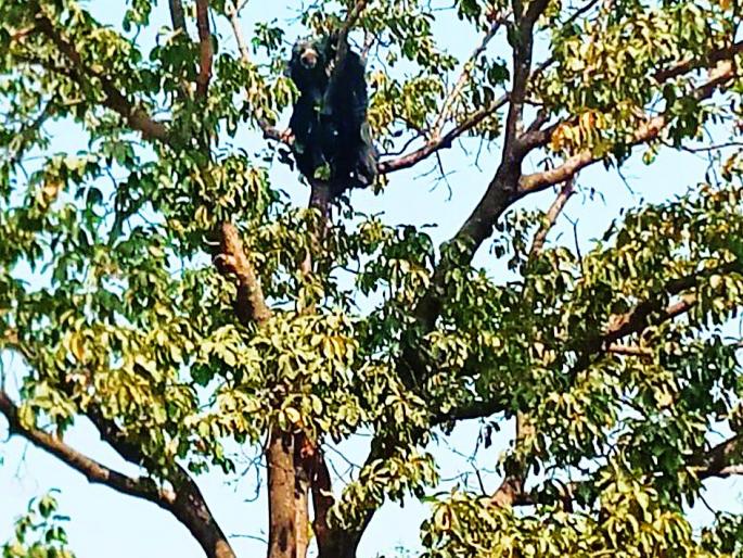 Bead bear on the tree at Maldangari | मालडोंगरी येथे झाडावर अस्वलाचे ठाण