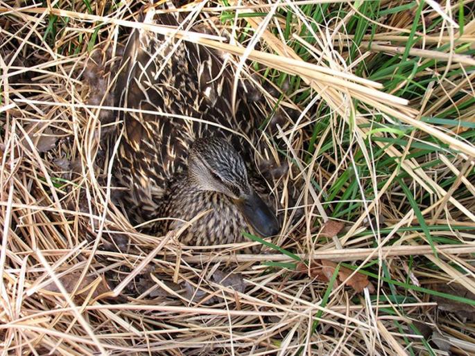 The average rainfall forecast in Jalgaon from the birds nests in Jalgaon | पक्ष्यांच्या घरट्यांवरुन जळगावात सरासरी पावसाचा अंदाज The average rainfall forecast in Jalgaon from the birds nests in Jalgaon | पक्ष्यांच्या घरट्यांवरुन जळगावात सरासरी पावसाचा अंदाज
