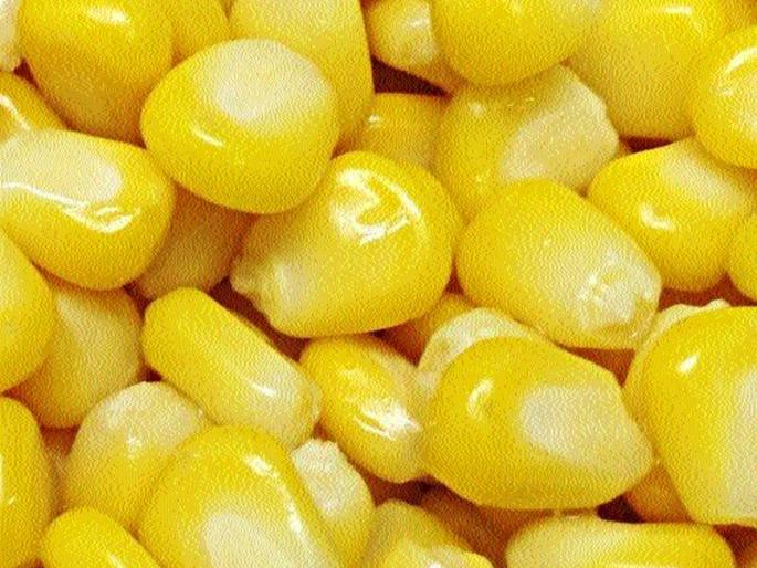 In Yaval taluka, half a dozen farmers' maize fell in the house | यावल तालुक्यात दिडशेवर शेतकऱ्यांचा मका घरात पडून In Yaval taluka, half a dozen farmers' maize fell in the house | यावल तालुक्यात दिडशेवर शेतकऱ्यांचा मका घरात पडून