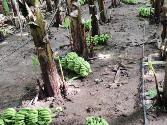 Mathefiru cut and threw six hundred bunches of bananas from the field | शेतातील सहाशे केळीचे घड माथेफिरुने कापून फेकले Mathefiru cut and threw six hundred bunches of bananas from the field | शेतातील सहाशे केळीचे घड माथेफिरुने कापून फेकले
