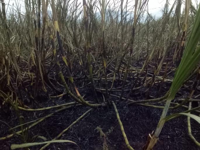 Nine acres of sugarcane burnt to ashes, loss of tens of millions | नऊ एकर ऊस जळून खाक दहा लाखांचे नुकसान Nine acres of sugarcane burnt to ashes, loss of tens of millions | नऊ एकर ऊस जळून खाक दहा लाखांचे नुकसान