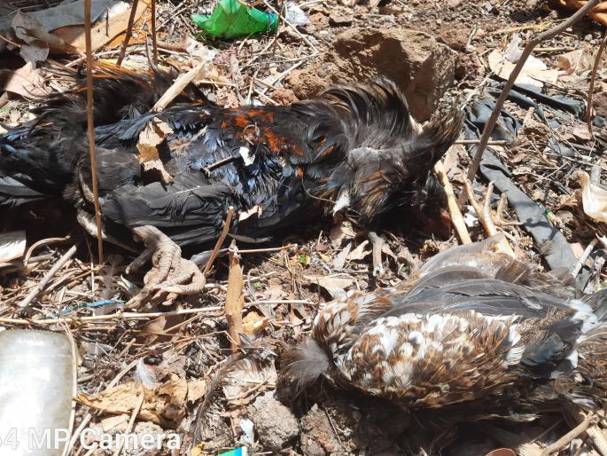 Manmodi disease on hens in Devgaon area | देवगाव परिसरात कोंबड्यांवर मानमोडीचा रोग