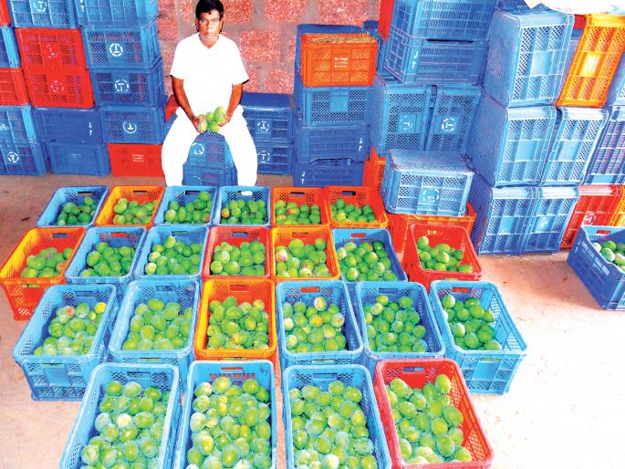 There are no customers to buy mangoes in Devgad, ornamental stalls | corona virus-देवगडात आंबा खरेदीसाठी ग्राहकच नाहीत, उभारलेले स्टॉल ठरताहेत शोभेचे There are no customers to buy mangoes in Devgad, ornamental stalls | corona virus-देवगडात आंबा खरेदीसाठी ग्राहकच नाहीत, उभारलेले स्टॉल ठरताहेत शोभेचे