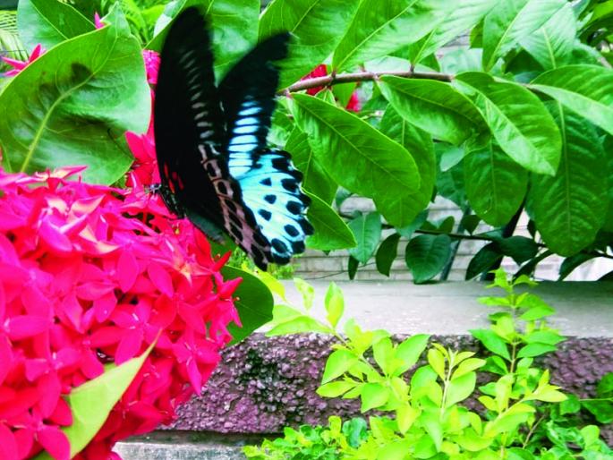 Maharashtra's flagship 'Blue Mormon' butterfly was seen in Solapur | महाराष्ट्राचे मानचिन्ह ‘ब्ल्यू मॉरमॉन’ फुलपाखरू दिसले सोलापुरात Maharashtra's flagship 'Blue Mormon' butterfly was seen in Solapur | महाराष्ट्राचे मानचिन्ह ‘ब्ल्यू मॉरमॉन’ फुलपाखरू दिसले सोलापुरात