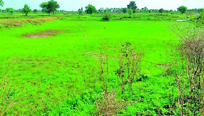 Waiting for the strong rain in Charmosheth | चामोर्शीत दमदार पावसाची प्रतीक्षा Waiting for the strong rain in Charmosheth | चामोर्शीत दमदार पावसाची प्रतीक्षा