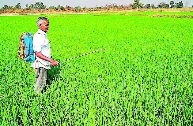 Due to crop disease on rice crops | धान पिकांवर रोगाचा प्रादुर्भाव