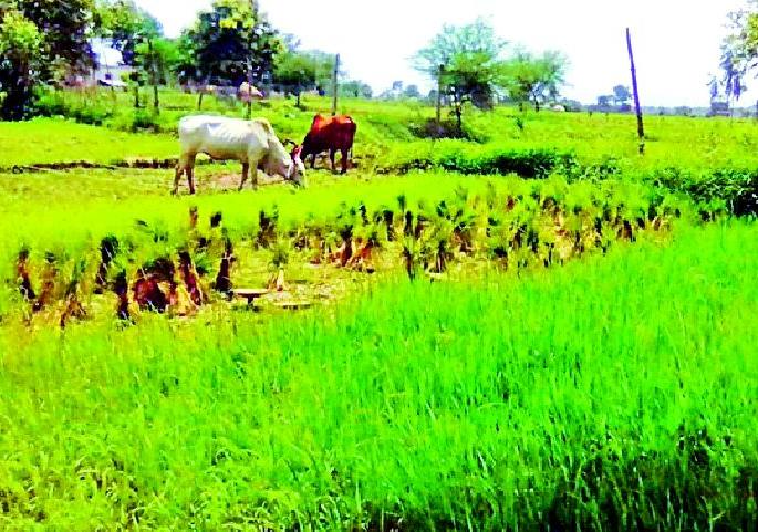 The activities of the ravaged Ragi were stopped | पावसाने मारली दडी रोवणीची कामे थांबली The activities of the ravaged Ragi were stopped | पावसाने मारली दडी रोवणीची कामे थांबली