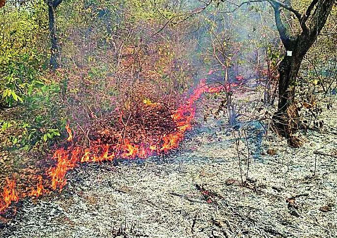 31 thousand hectares of forest area | ३१ हजार हेक्टरचे वनक्षेत्र स्वाहा 31 thousand hectares of forest area | ३१ हजार हेक्टरचे वनक्षेत्र स्वाहा