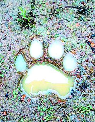 Animals killed in tiger attack | वाघाच्या हल्ल्यात जनावरे ठार