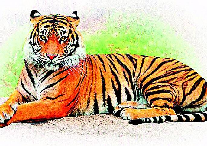 Terror of tigers increased in Savargaon area | सावरगाव परिसरात वाघांची दहशत वाढली  Terror of tigers increased in Savargaon area | सावरगाव परिसरात वाघांची दहशत वाढली